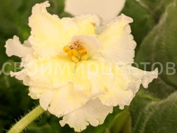 Фиалка Mellow Yellow